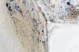 Mold Documentation for Insurance Claims in Frederick, OK